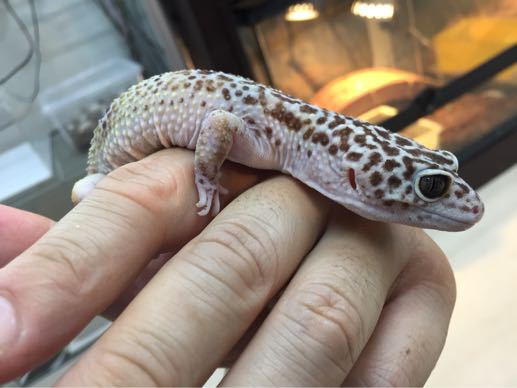 レオパ マックスノーラベンダー オス個体入荷！ : 横浜の爬虫類専門店