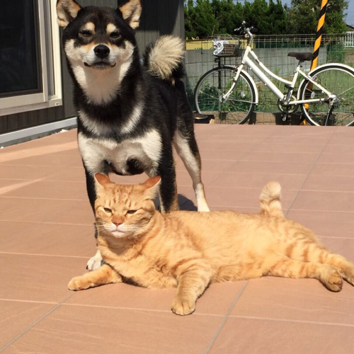 ふぅーと気を抜いた一瞬の顔 猫と犬と私