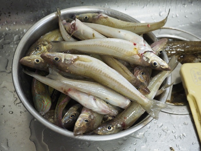 夫の釣果_c0116915_010411.jpg