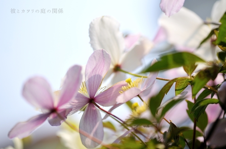 早咲きのClematis_c0365716_13395092.jpg