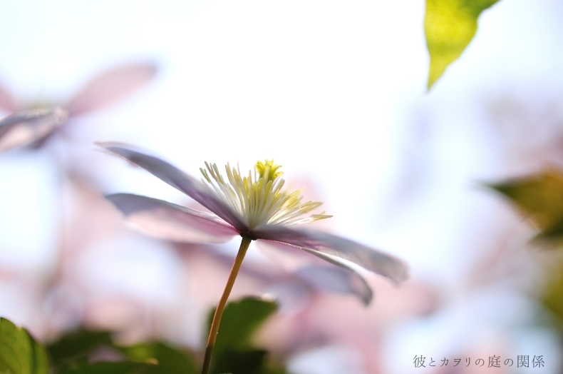 早咲きのClematis_c0365716_13400456.jpg