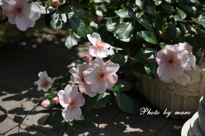 薔薇　シベが可愛いピンクサクリーナ と 山芍薬♪♪_e0160417_1842119.jpg