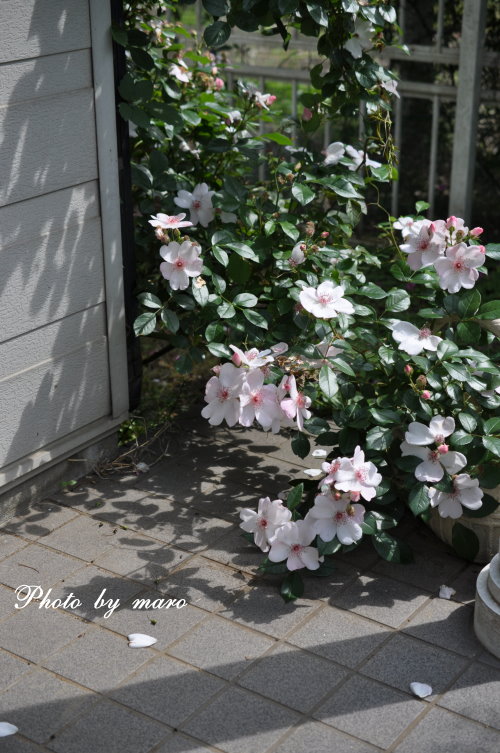 薔薇　シベが可愛いピンクサクリーナ と 山芍薬♪♪_e0160417_18432827.jpg