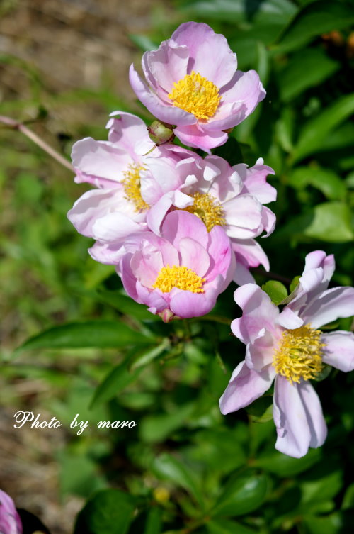 薔薇　シベが可愛いピンクサクリーナ と 山芍薬♪♪_e0160417_18442774.jpg