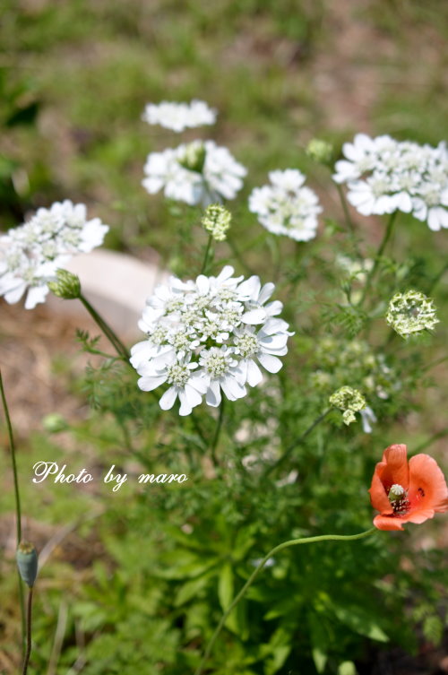 薔薇　シベが可愛いピンクサクリーナ と 山芍薬♪♪_e0160417_18461454.jpg