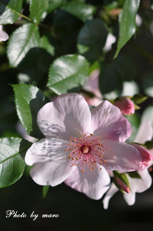 薔薇　シベが可愛いピンクサクリーナ と 山芍薬♪♪_e0160417_1865948.jpg