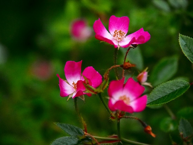 a0087818_7401260.jpg