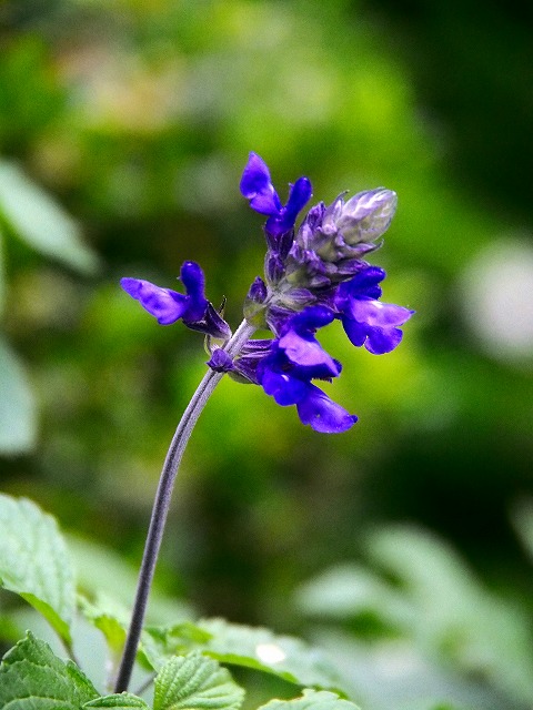 a0087818_741235.jpg