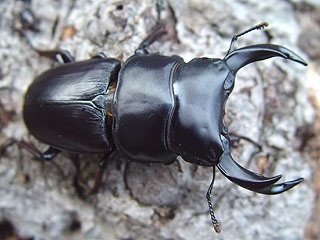 灯火採集オオクワガタ70mmを目指して… part1 : Kuwashinブログ