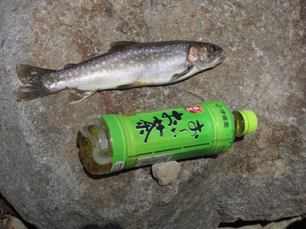 岩魚釣り_f0192924_21452416.jpg
