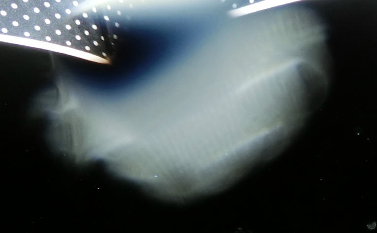 c0331825_14585371.jpg