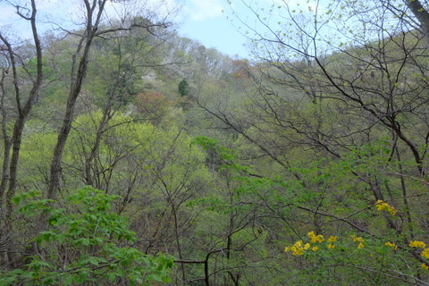 大羽根山から丸山へ　〜4月26日(日)〜　その②_b0281732_7274441.jpg