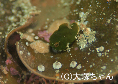 アオリイカ始まりました~♪_b0163039_18555394.jpg