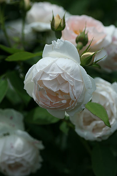 <花菜ガーデン>ザ・プライオレス(The Prioress) 木と草と花と・・・