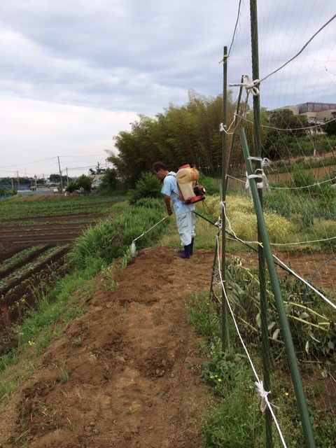 今朝は　トスカーナブルーローズマリー＆レモンバーベナ８ずつ定植です_c0222448_11511346.jpg