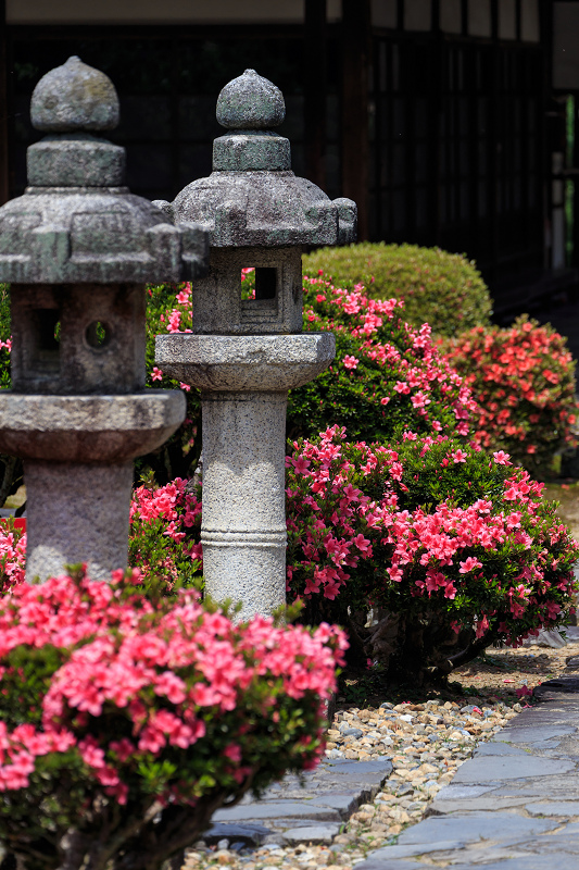 サツキ咲く興聖寺（宇治）_f0155048_22112115.jpg