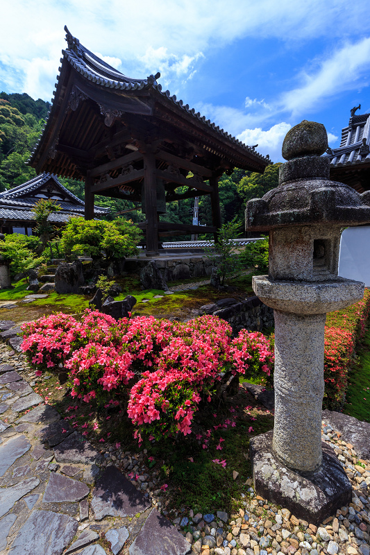 サツキ咲く興聖寺（宇治）_f0155048_22121736.jpg