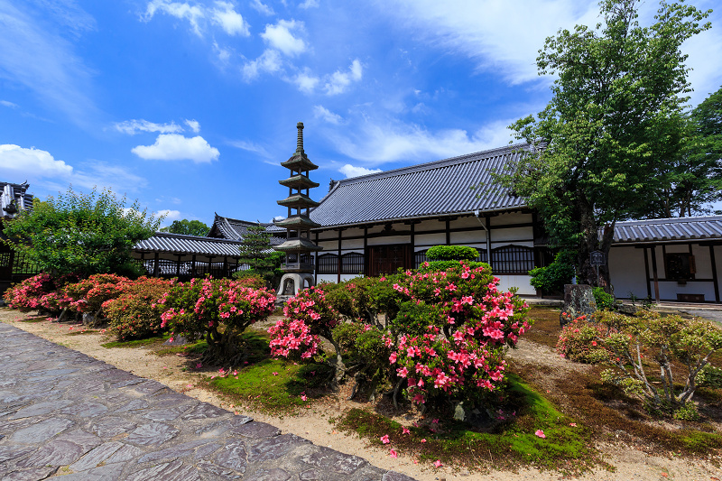 サツキ咲く興聖寺（宇治）_f0155048_2214511.jpg