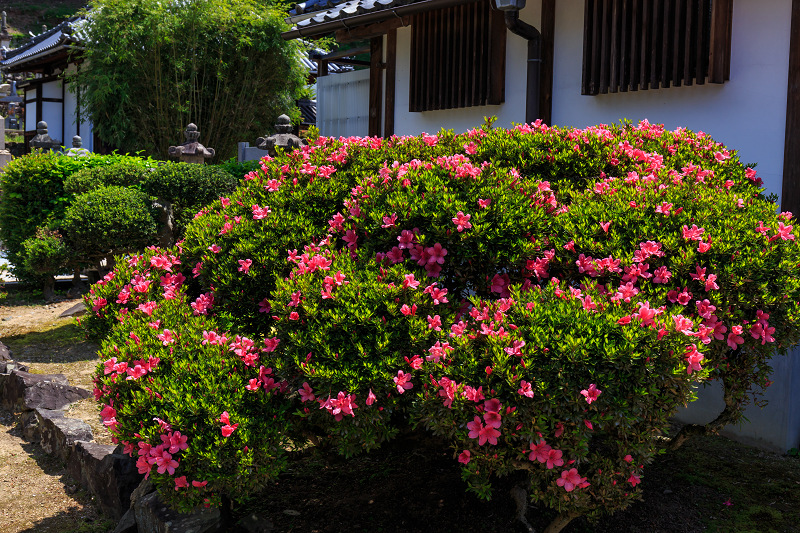 サツキ咲く興聖寺（宇治）_f0155048_22221120.jpg