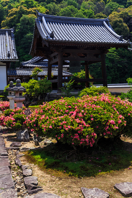 サツキ咲く興聖寺（宇治）_f0155048_2224158.jpg