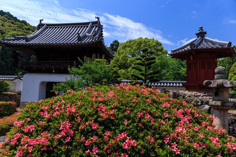 サツキ咲く興聖寺（宇治）_f0155048_2224843.jpg