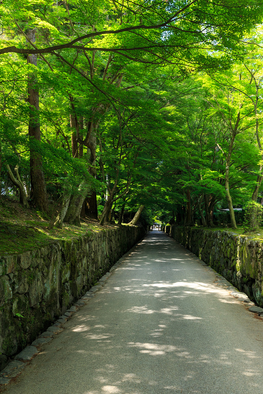 サツキ咲く興聖寺（宇治）_f0155048_22263227.jpg