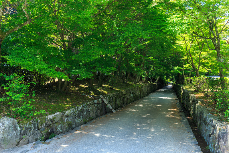 サツキ咲く興聖寺（宇治）_f0155048_22264255.jpg