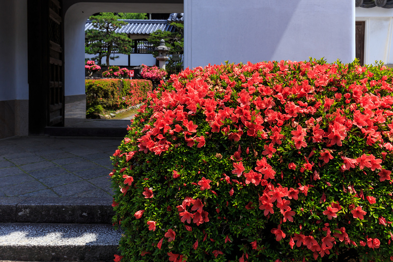 サツキ咲く興聖寺（宇治）_f0155048_2293866.jpg