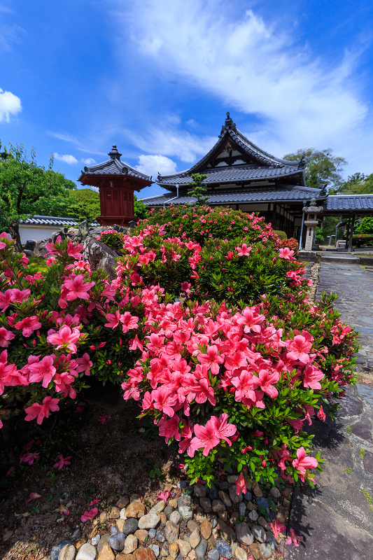 サツキ咲く興聖寺（宇治）_f0155048_2295882.jpg