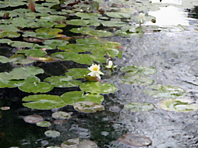 【大船のフラワーセンターの花々で遊ぶ】_b0009849_16273440.jpg