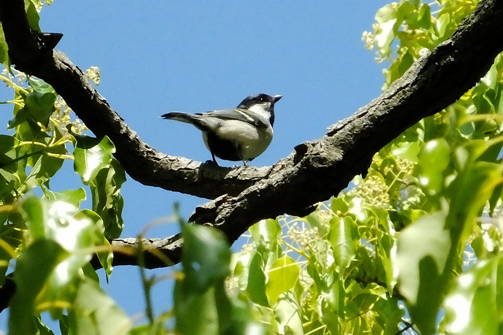 シジュウカラと花畑_b0236251_14252271.jpg