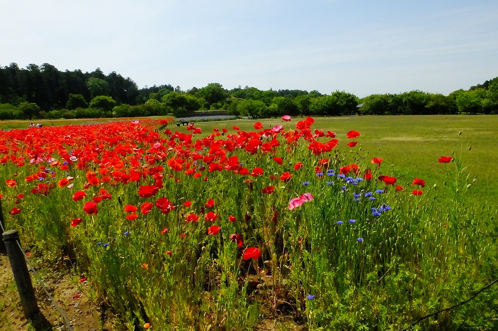 シジュウカラと花畑_b0236251_14305164.jpg