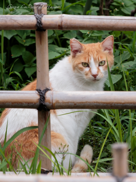 猫のいる風景　近所の茶トラ白ちゃん_b0133053_032222.jpg