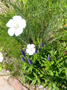 宿根草日記：「春咲きシュウメイギク」が咲きました♪_e0137353_15105220.jpg