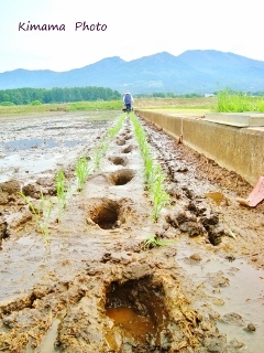 田植え_a0258954_20003286.jpg