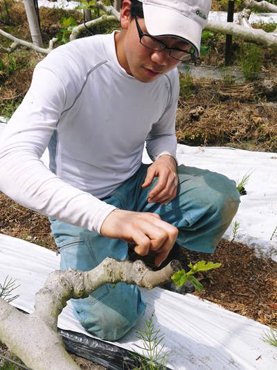 甘熟いちじく 新芽の芽吹きと弱い芽を残す匠の技_a0254656_1744440.jpg