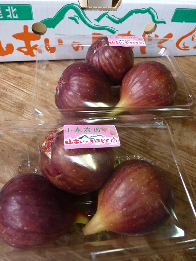 甘熟いちじく 新芽の芽吹きと弱い芽を残す匠の技_a0254656_18193290.jpg