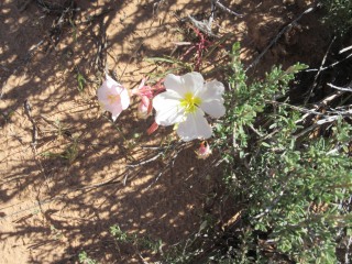 Grand Circle,　＃３ アーチーズ国立公園　＆　デットホースポイント；_a0048958_649496.jpg