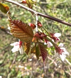 『上高地フィールドワーク　2015』 チシマザクラ [高嶺桜 の 変種]_f0238961_1749439.jpg