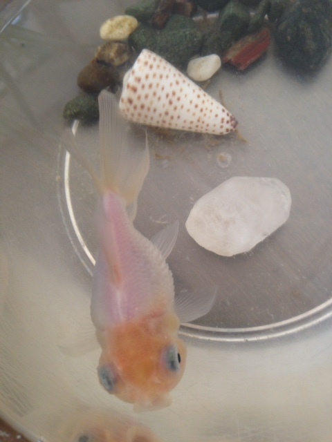 金魚の死 鑑定天使