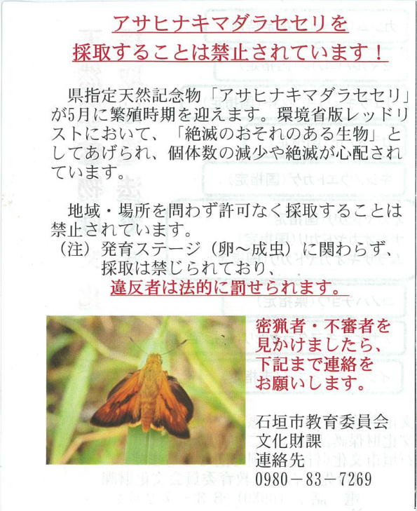 2015.5中旬 八重山探蝶記・概要 アサヒナキマダラセセリなど