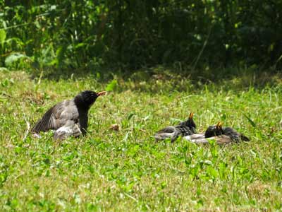 \'１５年５月平和公園探鳥会_f0160773_14225599.jpg