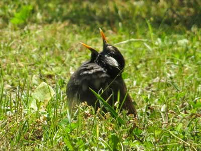 \'１５年５月平和公園探鳥会_f0160773_14244536.jpg