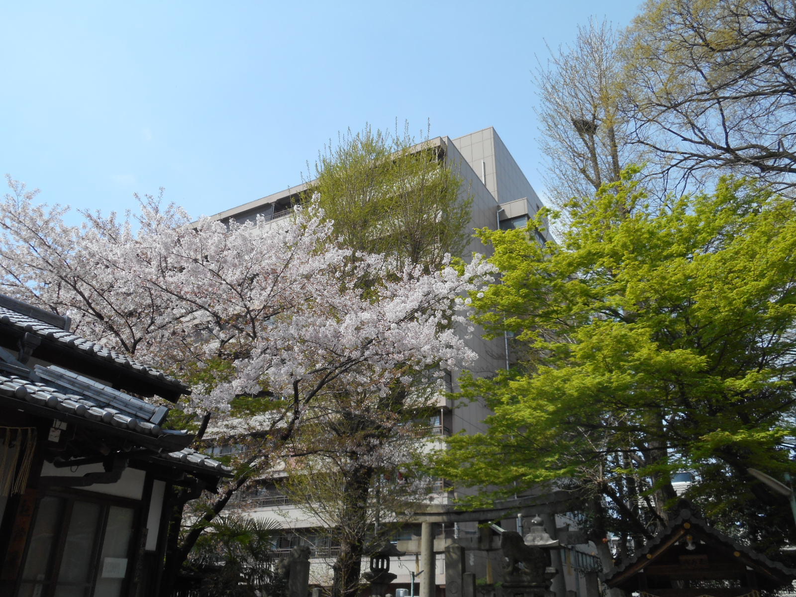 お花見：大将軍神社、岡崎、真如堂_f0163873_14211850.jpg