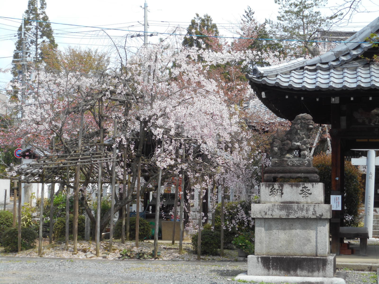 お花見：大将軍神社、岡崎、真如堂_f0163873_14244661.jpg