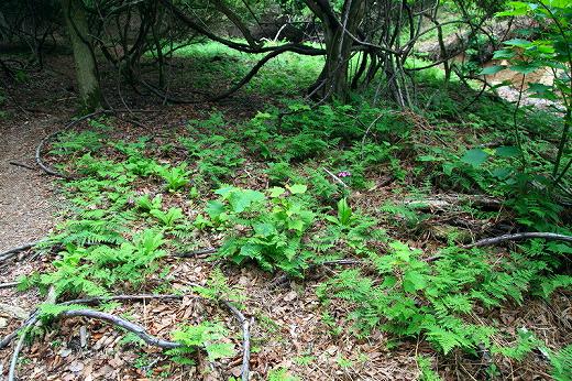 Where Have All The Flowers Gone？ 愛宕山_f0073587_2124557.jpg