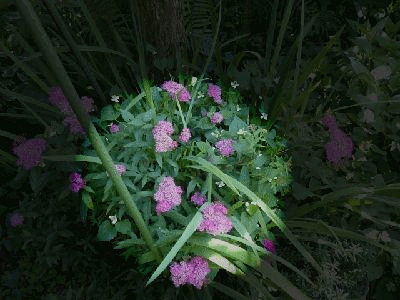 f0357487_23294246.gif