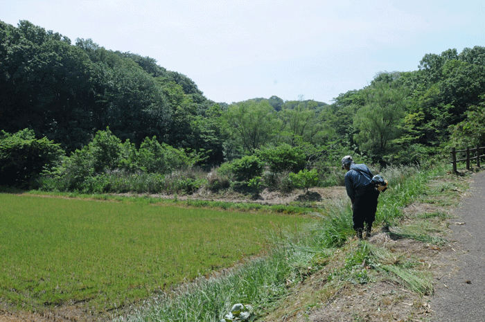 舞岡公園　＜田植え　他＞_e0248688_17584277.gif