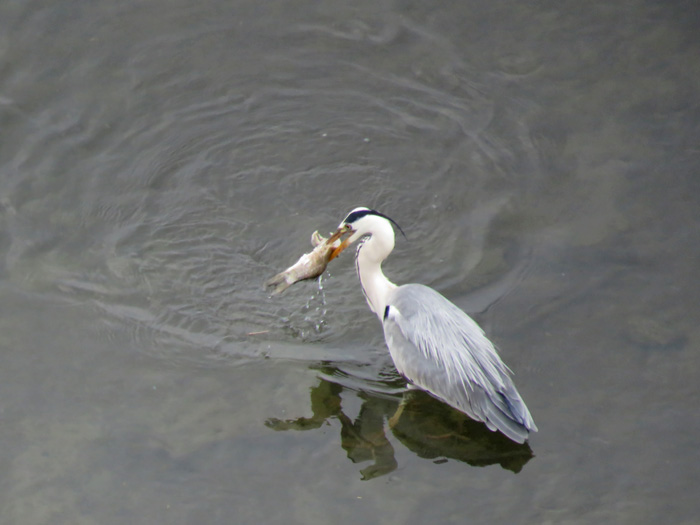 c0049299_22114079.jpg