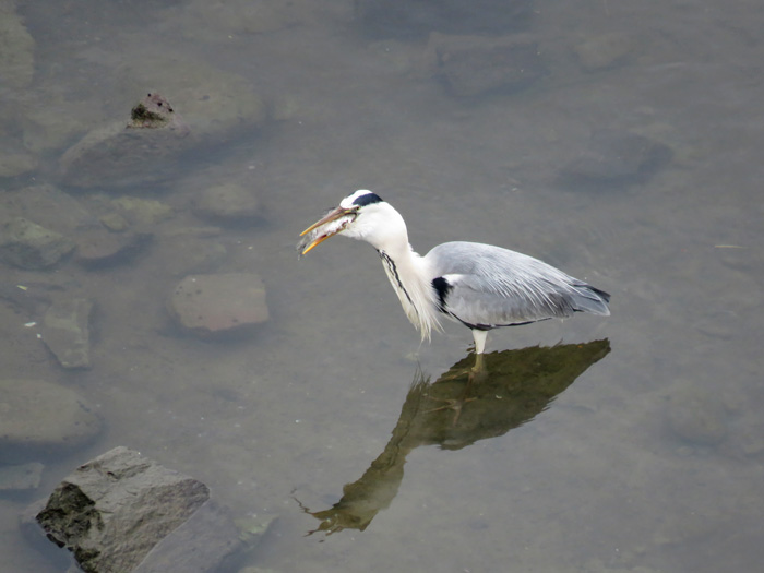 c0049299_22121691.jpg